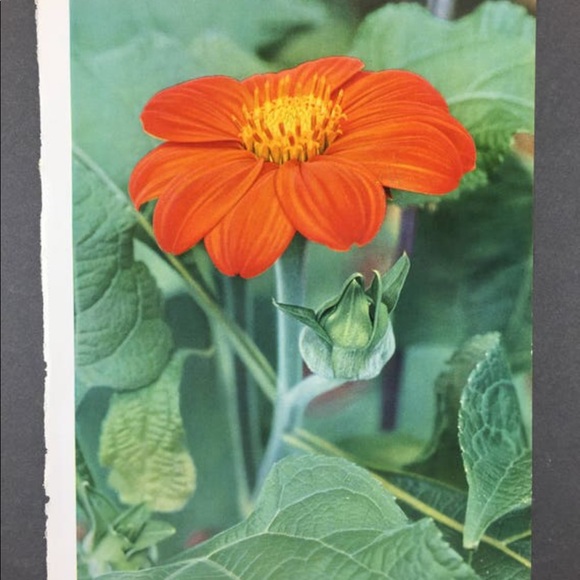 ! 1 Page/2 Sides from VTG 1951 Photo Book, Mexican Sunflower, Still Life - Picture 2 of 4